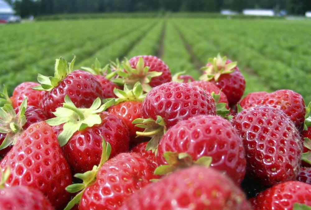 California Strawberry Salad